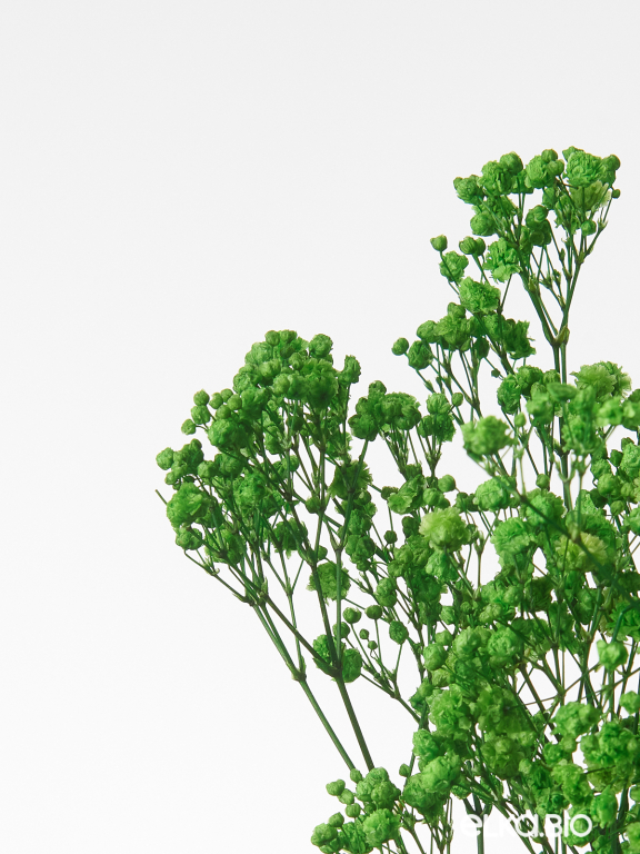 Гипсофила стабилизированная зелёная 550 гр. первый сорт М5161