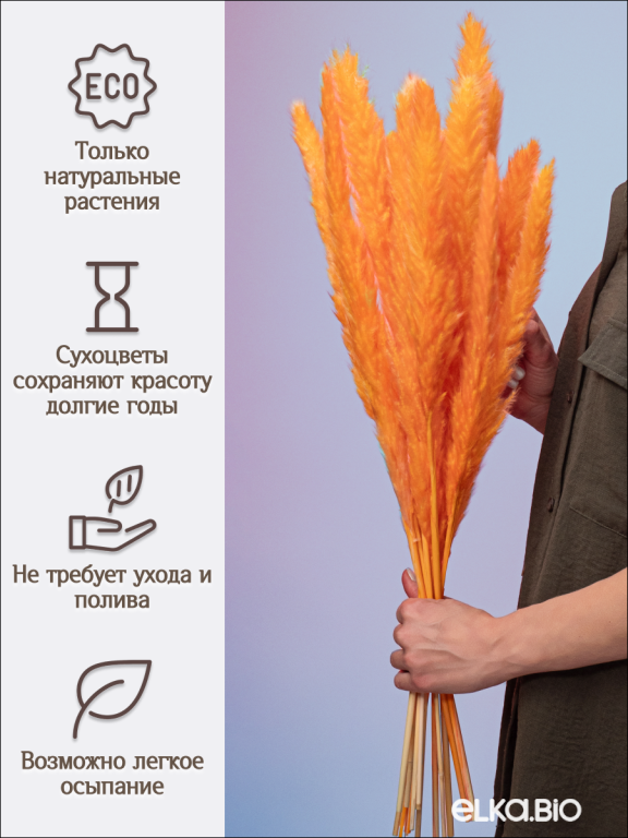 Пампас мини оранжевый 15 шт. Высший сорт. Высота 40-50 см. М032
