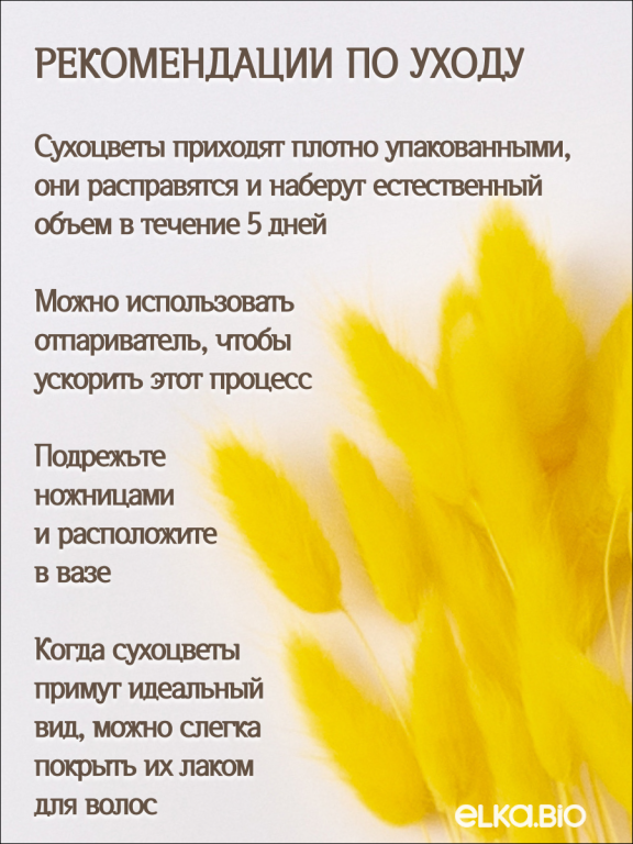 Лагурус жёлтый 30 шт. Высший сорт. Высота 25-35 см М474