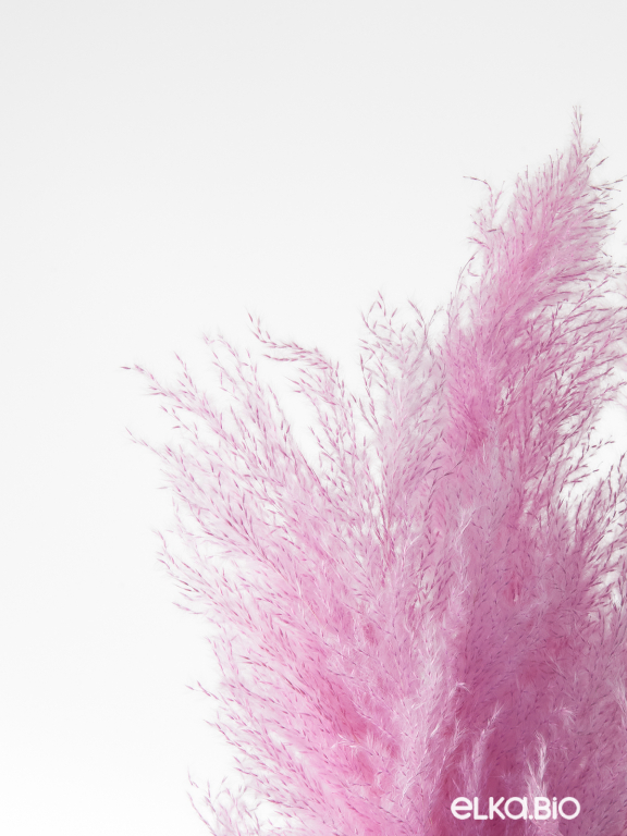 Пампасная трава кортадерия сиреневая (3шт) М156