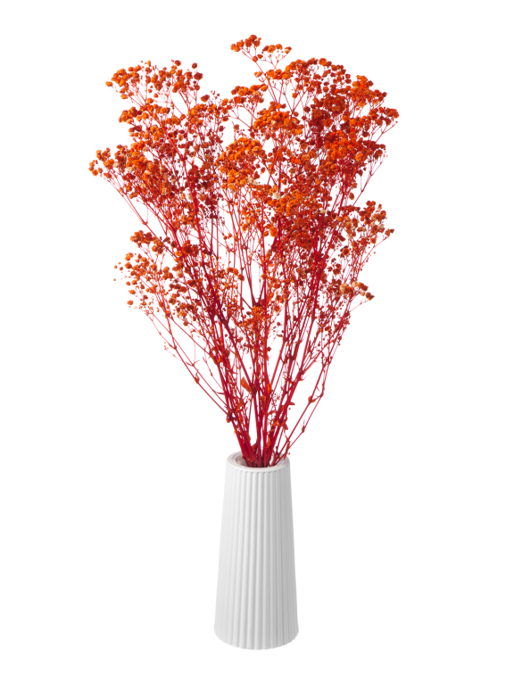 Гипсофила стабилизированная оранжевая 140 гр. высший сорт М163