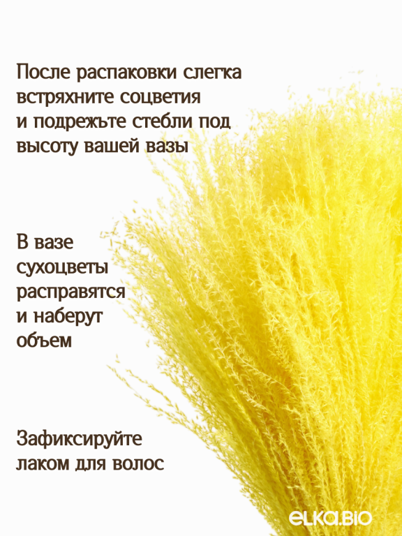 Мискантус жёлтый 30 шт. Высший сорт М045