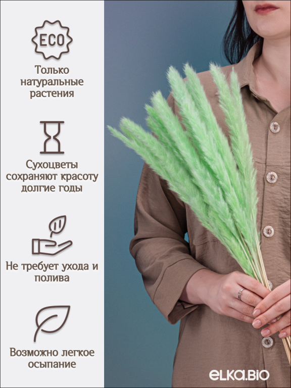 Пампас мини салатовый 15 шт. Высший сорт. Высота 40-50 см. М132