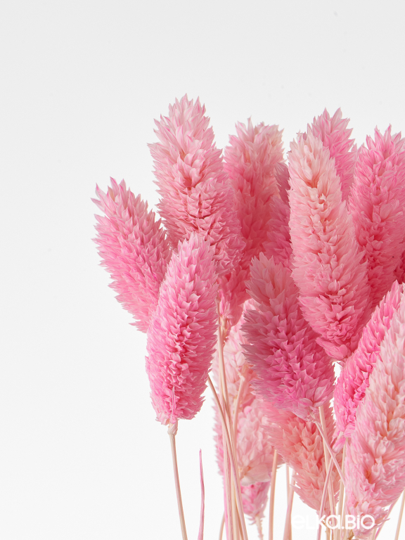 Фалярис светло-розовый (40шт) М112