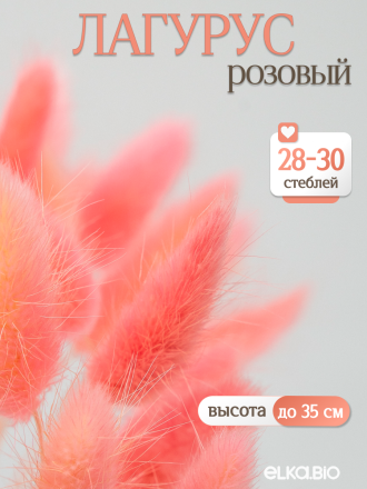 Лагурус розовый 30 шт. Высший сорт. Высота 25-35 см М639