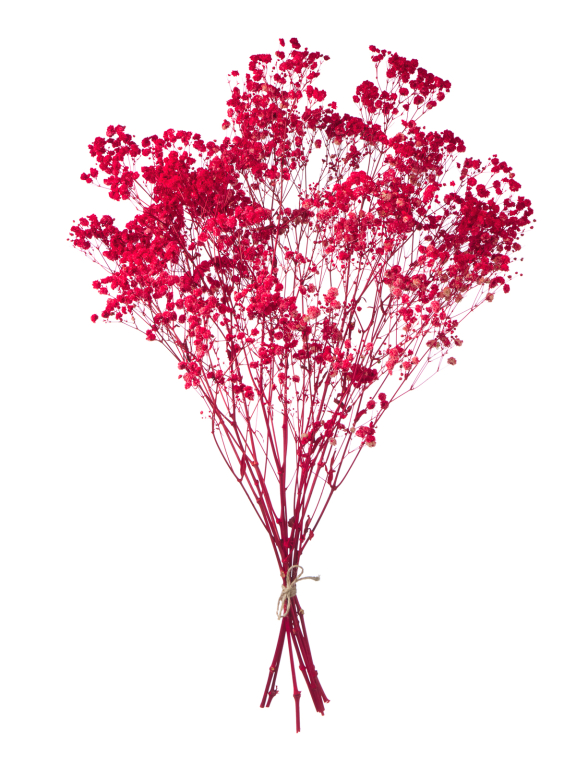 Гипсофила стабилизированная красная 50 гр. высший сорт М174