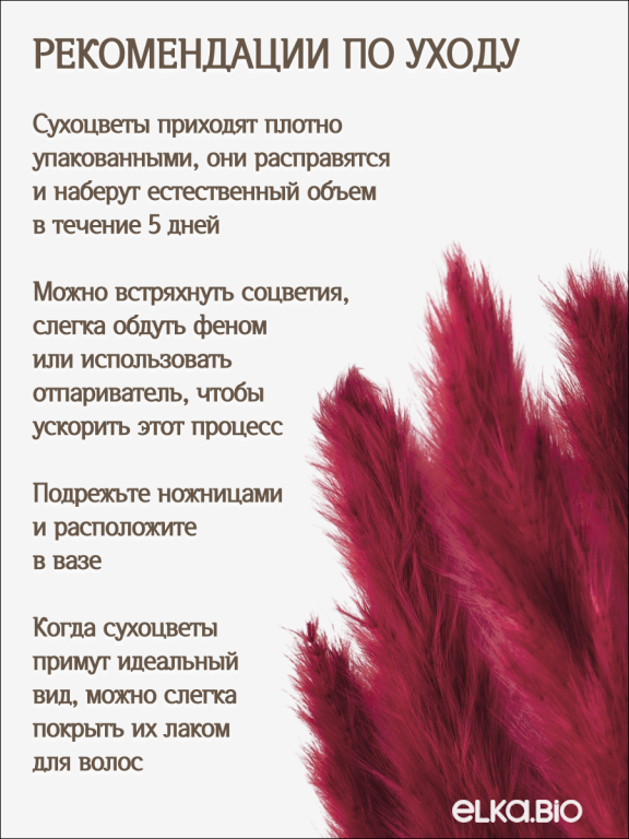 Пампас мини бордовый марсала 15 шт. Высший сорт. Высота 40-50 см. М667