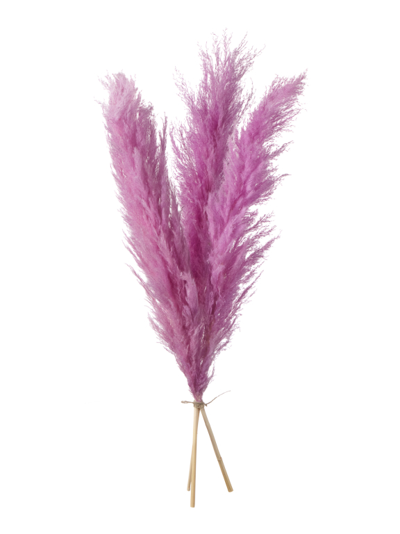 Пампасная трава кортадерия сиреневая (3шт) М156