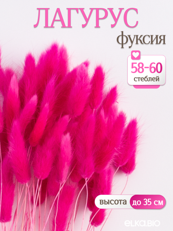 Лагурус фуксия 60 шт. Высший сорт. Высота 25-35 см М241