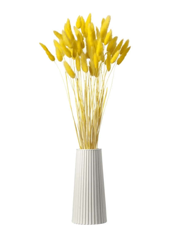 Лагурус желтый высший сорт - 60 шт Лагурус желтый высший сорт - 60 шт