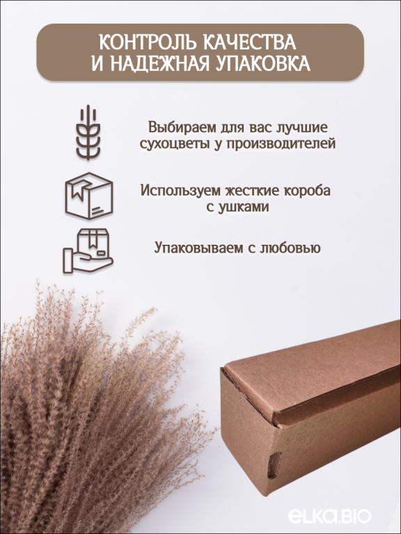 Мискантус натуральный 10 шт. Высший сорт М041