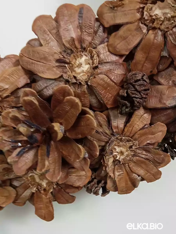 Венок декоративный из шишек Колючка П17-В13