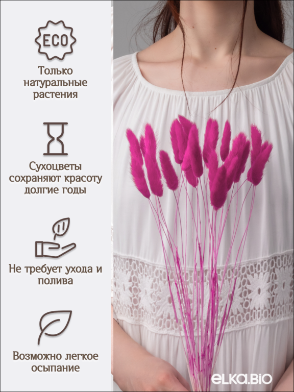 Лагурус фуксия 30 шт. Высший сорт. Высота 25-35 см М488