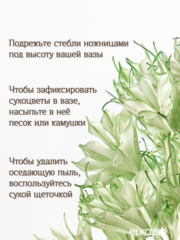 Нигелла светло - зеленая 50г. Высший сорт. Высота 40-55 см. М405