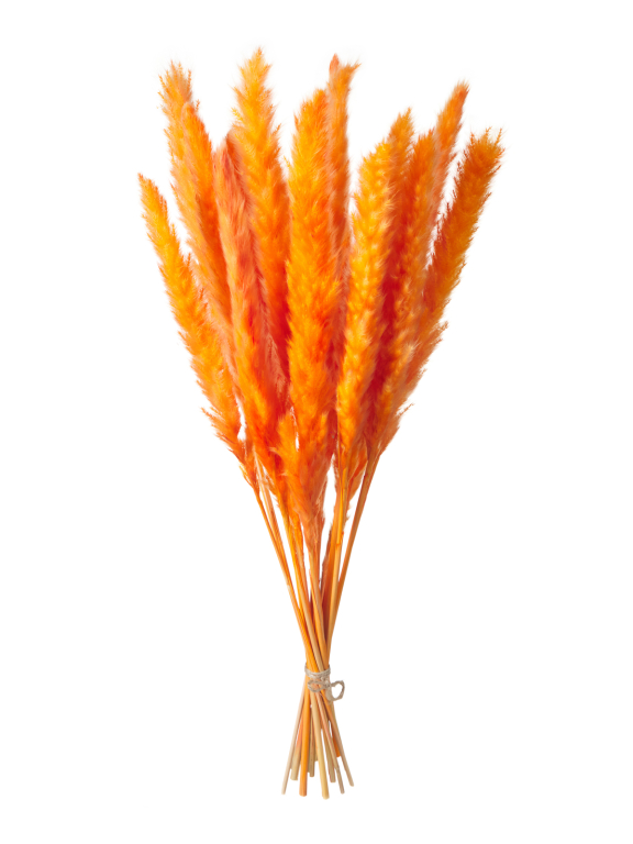 Трава сухоцвет пампас мини 15 шт. оранжевый высший сорт