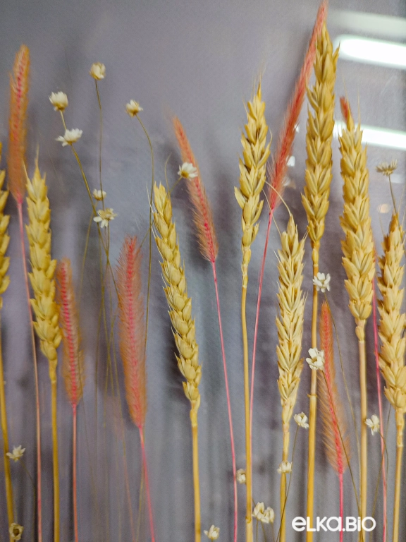 Панно на стену из пшеницы и полевых цветов Ю81-B109