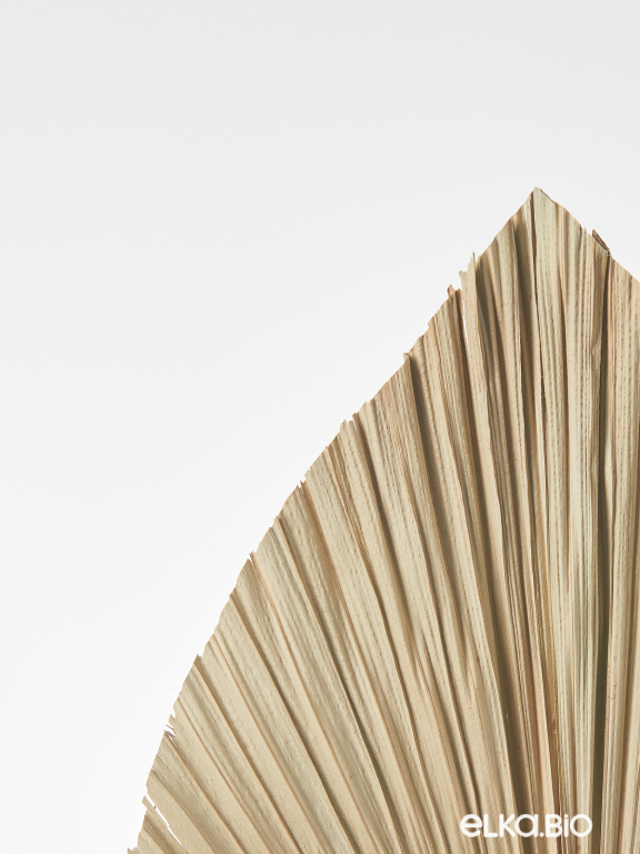 Лист веерной пальмы (3шт) М183