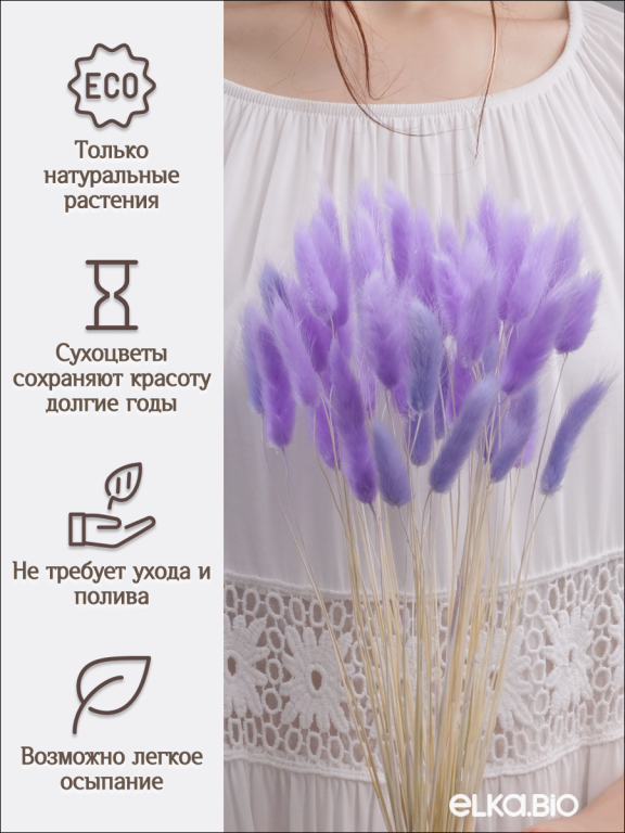 Лагурус сиреневый 60 шт. Высший сорт. Высота 25-35 см М237