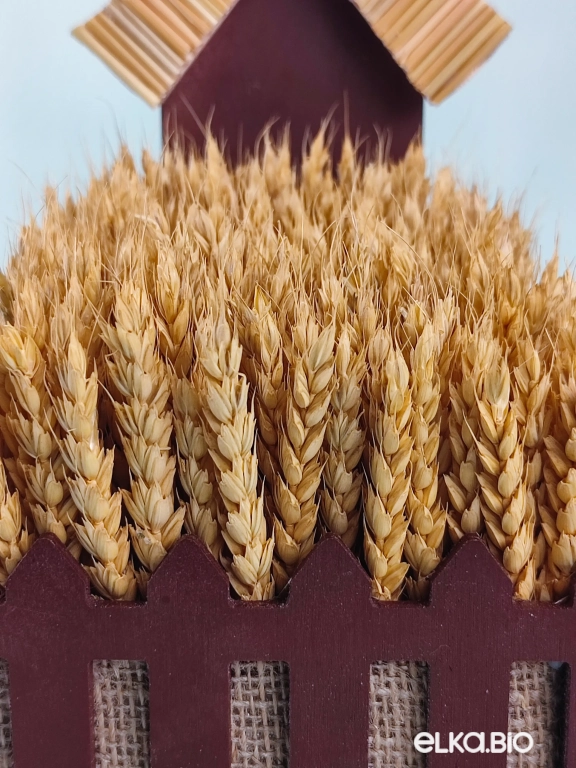 Композиция из пшеницы Т172-B104