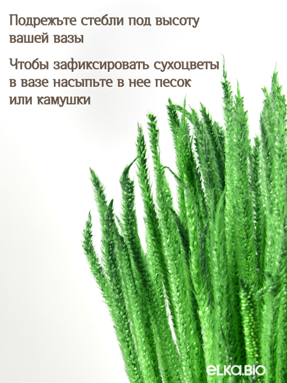 Алопекурус (тимофеевка) ярко-зеленый 150 шт. Высший сорт - до 50 см М730