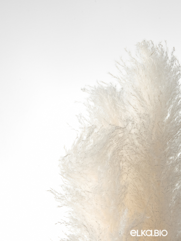 Пампасная трава белая кортадерия (3шт) М149