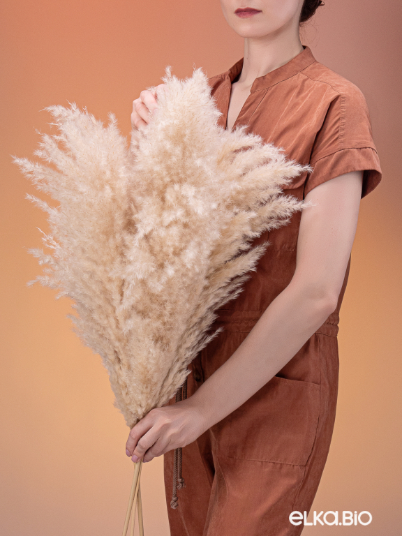 Пампасная трава кортадерия натуральная (3шт) М152