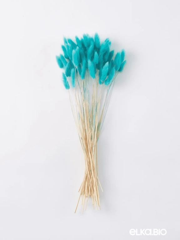 Лагурус ярко-бирюзовый высший сорт - 60 шт