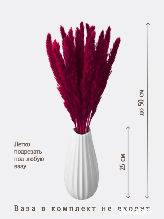 Пампас мини бордовый марсала 15 шт. Высший сорт. Высота 40-50 см. М667