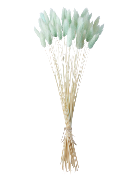 Лагурус светло-бирюзовый высший сорт - 60 шт