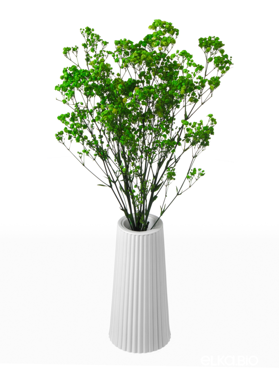 Гипсофила стабилизированная зелёная 50 гр. высший сорт М173 Гипсофила стабилизированная зелёная 50 гр. высший сорт М173