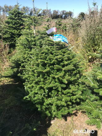 Пихта Корейская в горшке 0.80 - 1.00