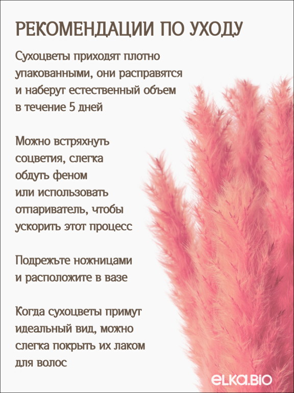 Пампас мини розовый 15 шт. Высший сорт. Высота 40-50 см. М731