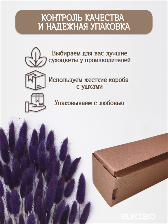 Лагурус фиолетовый 60 шт. Высший сорт. Высота 25-35 см М240