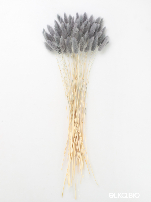 Лагурус серый высший сорт - 60 шт