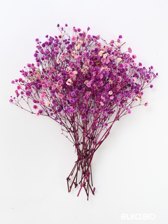 Гипсофила стабилизированная розово-фиолетовая 50 гр. высший сорт М179