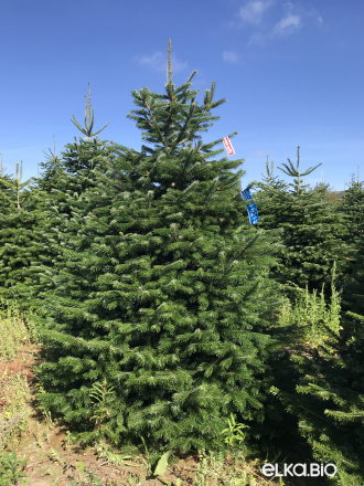 Пихта Нордмана срезанная 2.75 - 3.00