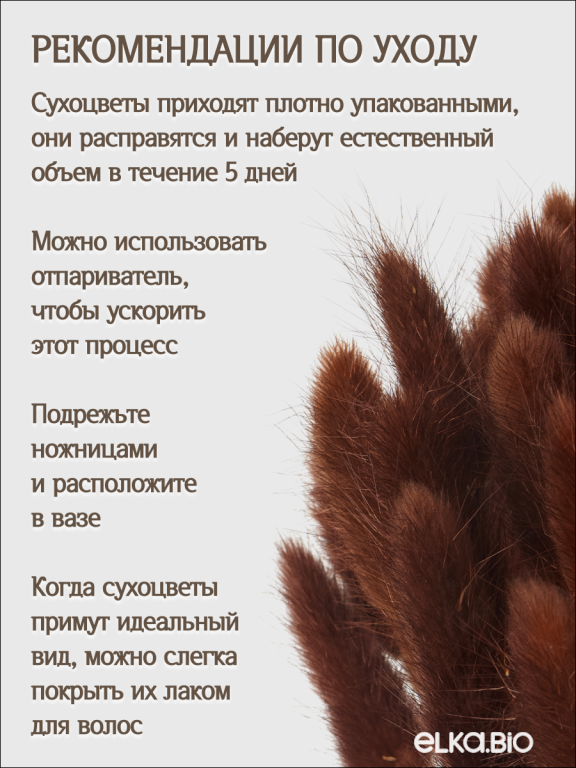 Лагурус коричневый 30 шт. Высший сорт. Высота 25-35 см М476