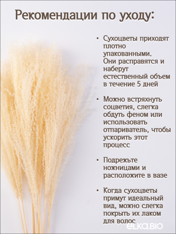 Мискантус светло-бежевый 10 шт. Высший сорт М039