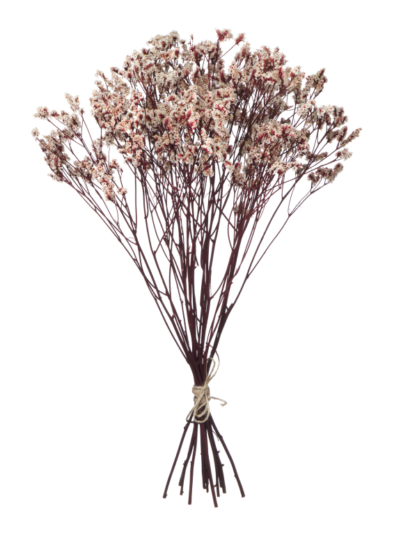 Цветы лимониума белые (80г) М215