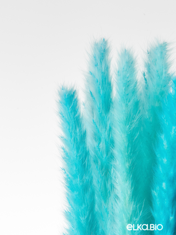 Трава сухоцвет пампас мини 15 шт. ярко-бирюзовый высший сорт