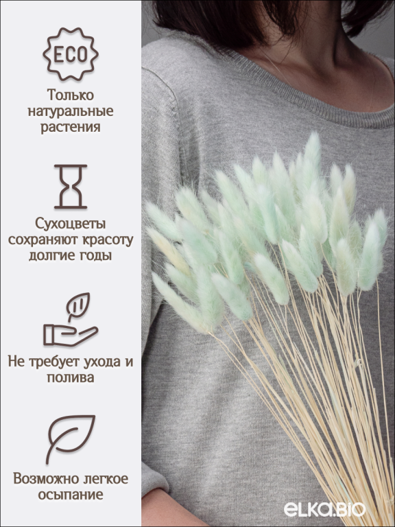 Лагурус светло-бирюзовый 60 шт. Высший сорт. Высота 25-35 см М234