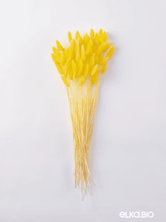 Лагурус желтый высший сорт - 60 шт