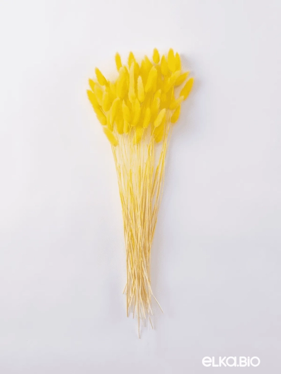 Лагурус желтый высший сорт - 60 шт Лагурус желтый высший сорт - 60 шт