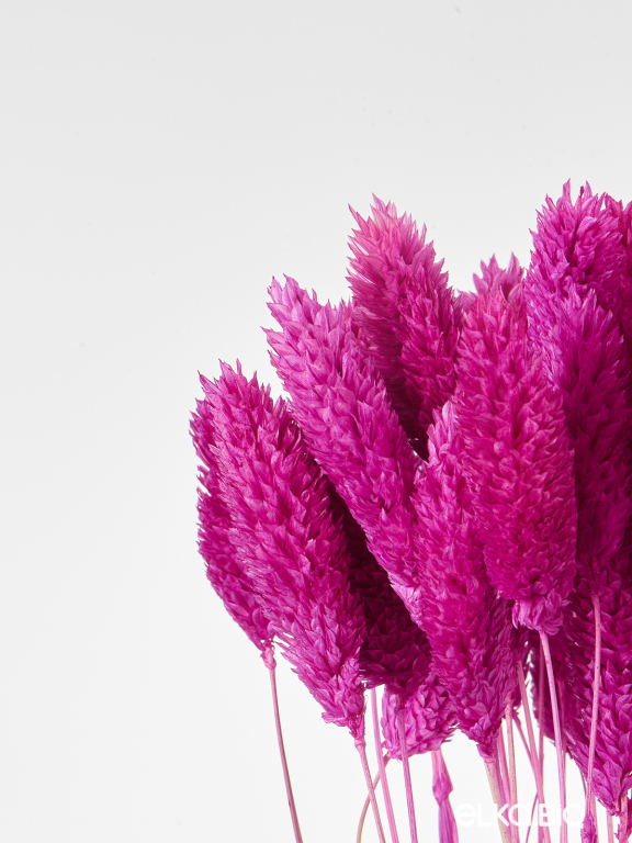 Фалярис фуксия (40шт) М120