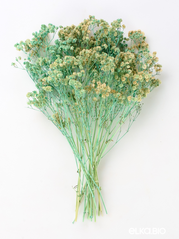 Гипсофила стабилизированная светло-бирюзовая 50 гр. высший сорт М171