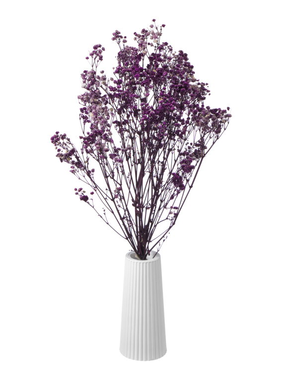 Гипсофила стабилизированная фиолетовая 140 гр. высший сорт М168