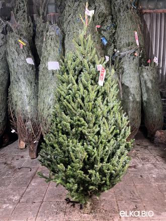 Пихта Фразера срезанная 2.00 - 2.25