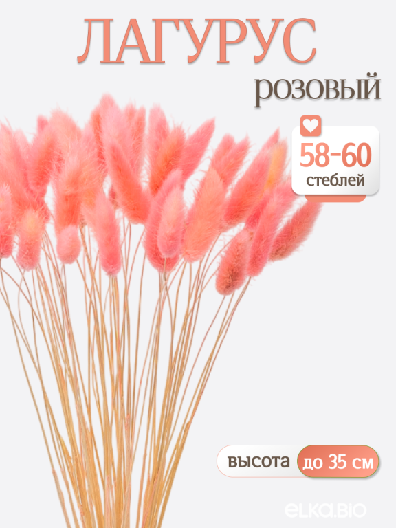 Лагурус розовый 60 шт. Высший сорт. Высота 25-35 см М640