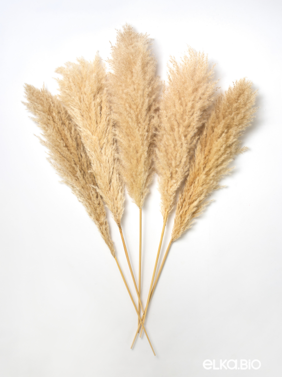 Пампасная трава кортадерия натуральная (5шт) М000 Пампасная трава кортадерия натуральная (5шт) М000