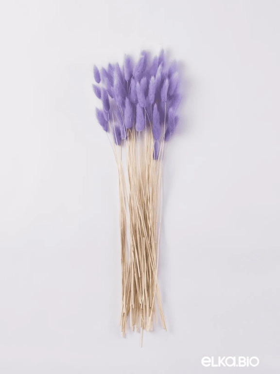 Лагурус сиреневый высший сорт - 60 шт